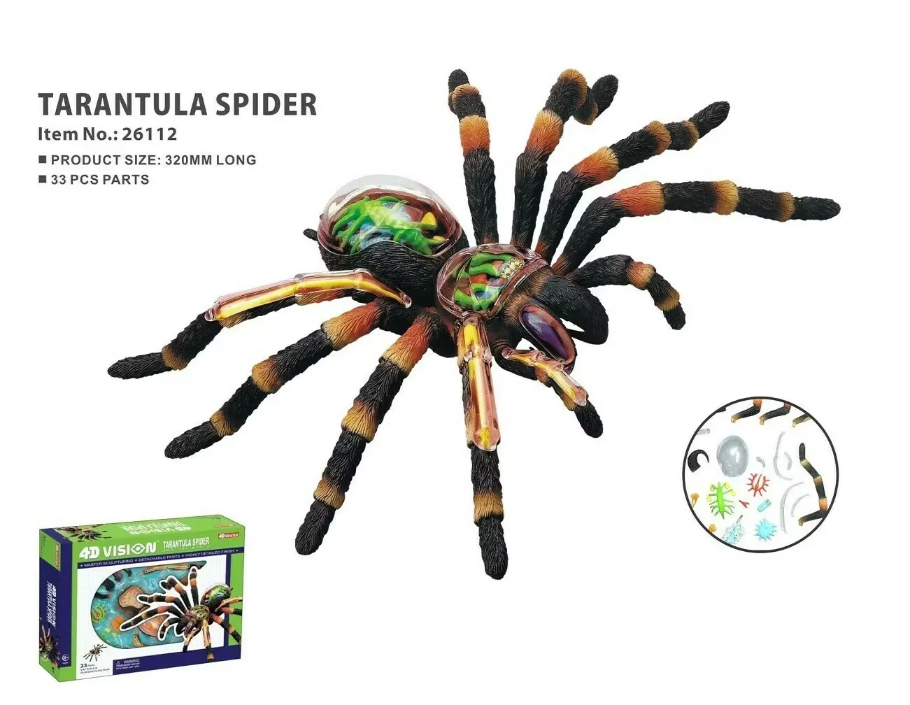 Animal anatomy spider